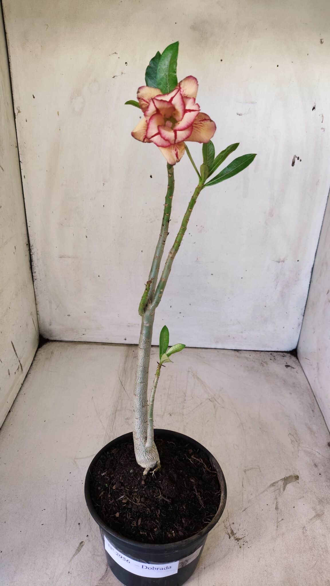 Planta Dobrada 2956 – 30cm – 02 anos