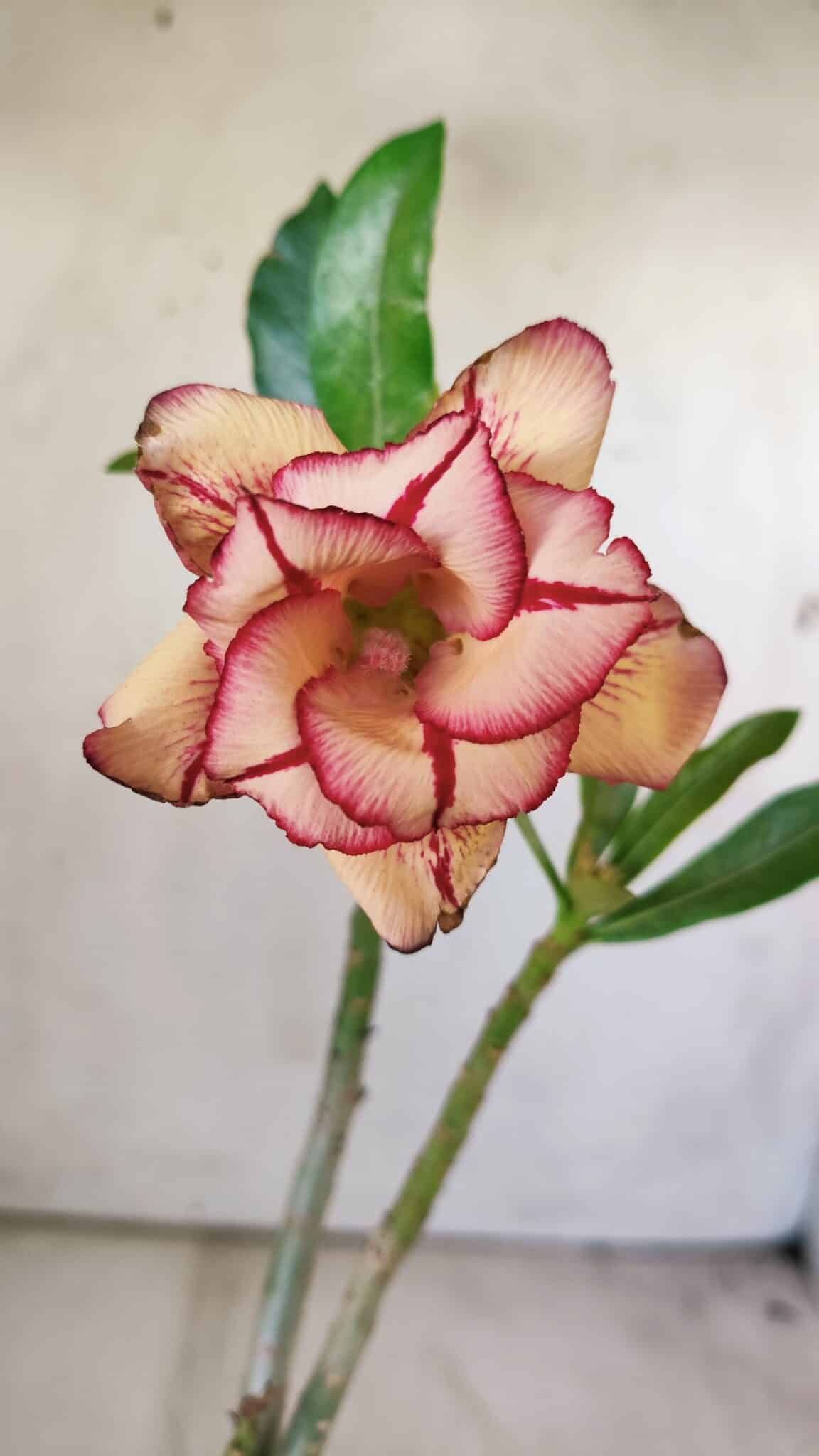 Planta Dobrada 2956 – 30cm – 02 anos