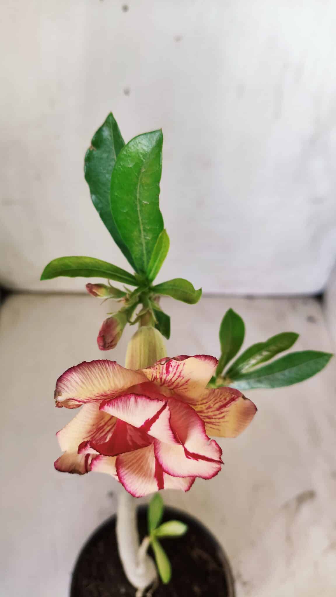 Planta Dobrada 2956 – 30cm – 02 anos