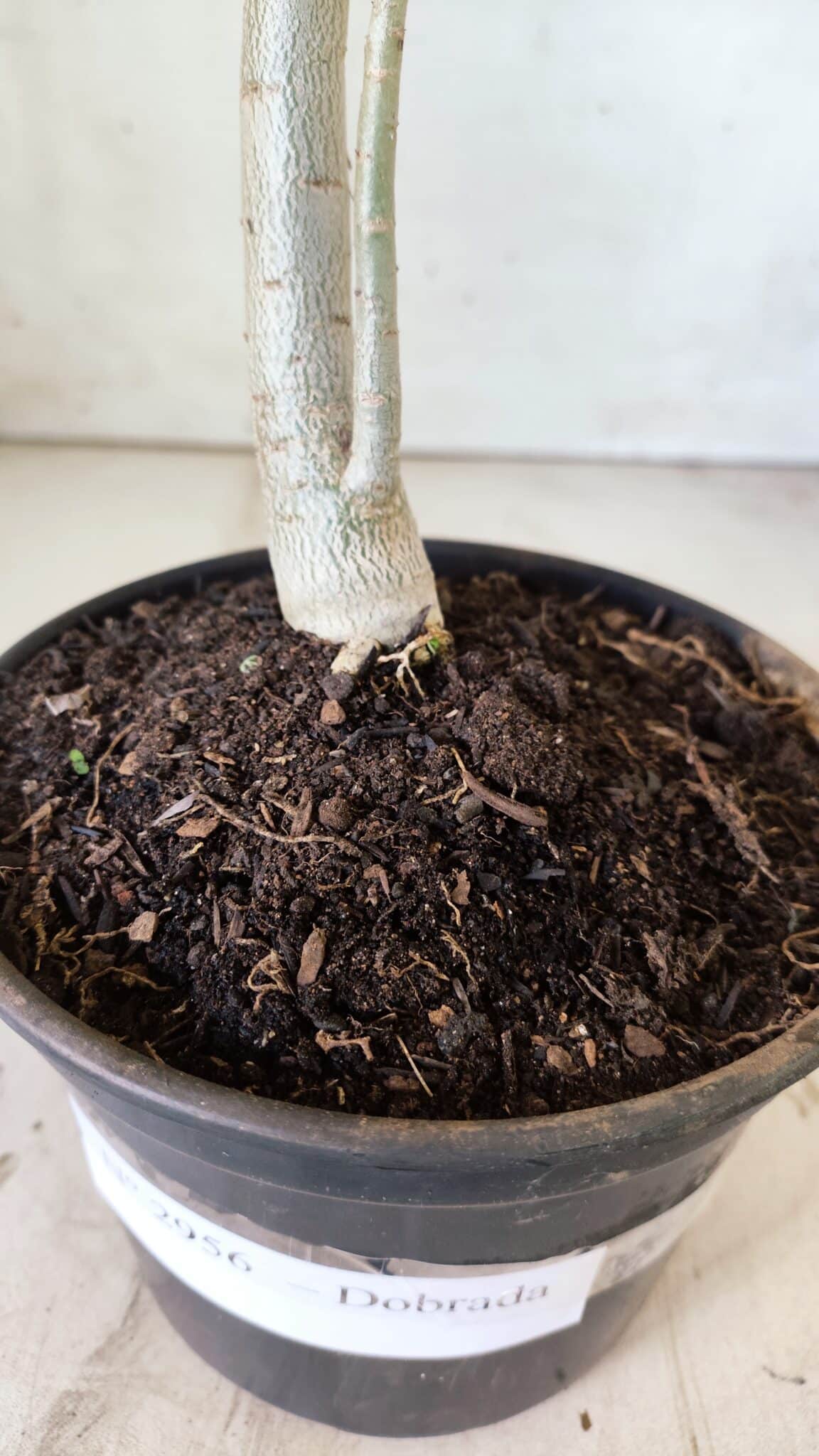 Planta Dobrada 2956 – 30cm – 02 anos