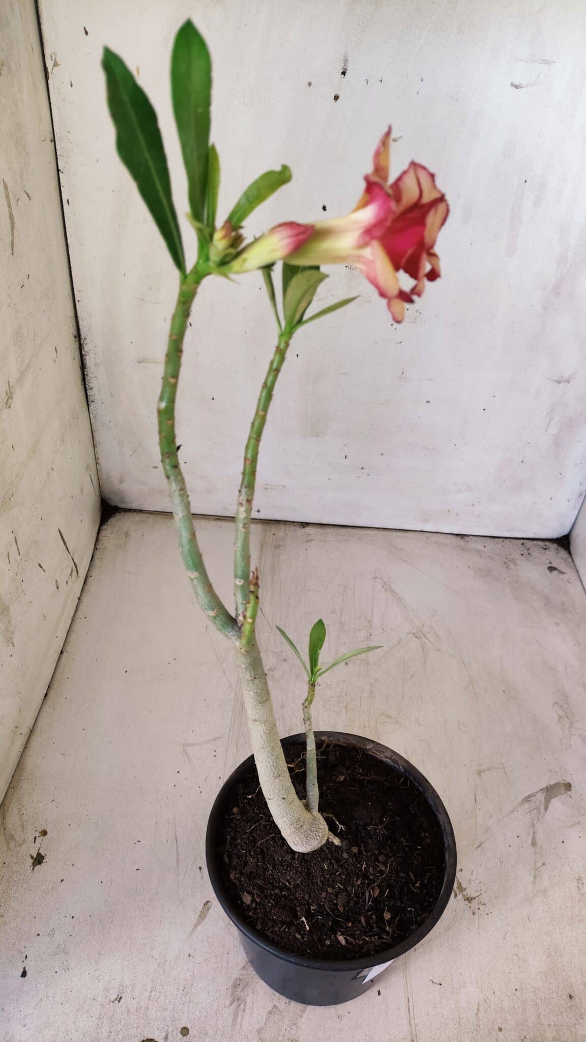 Planta Dobrada 2956 – 30cm – 02 anos