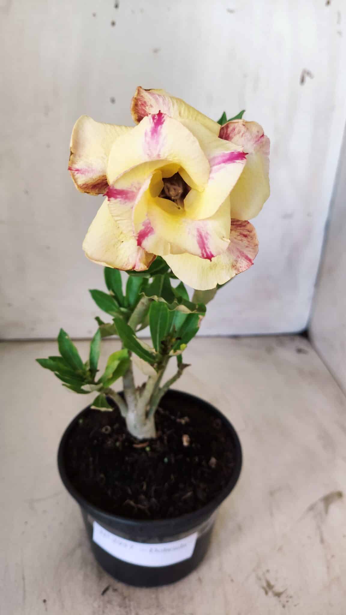 Planta Dobrada 2957 – 30cm – 02 anos