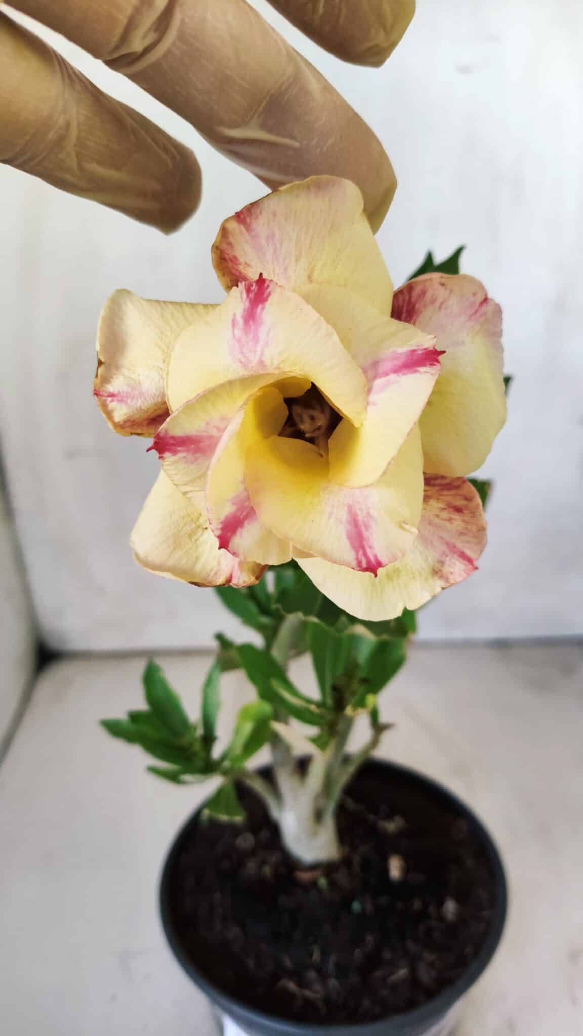 Planta Dobrada 2957 – 30cm – 02 anos