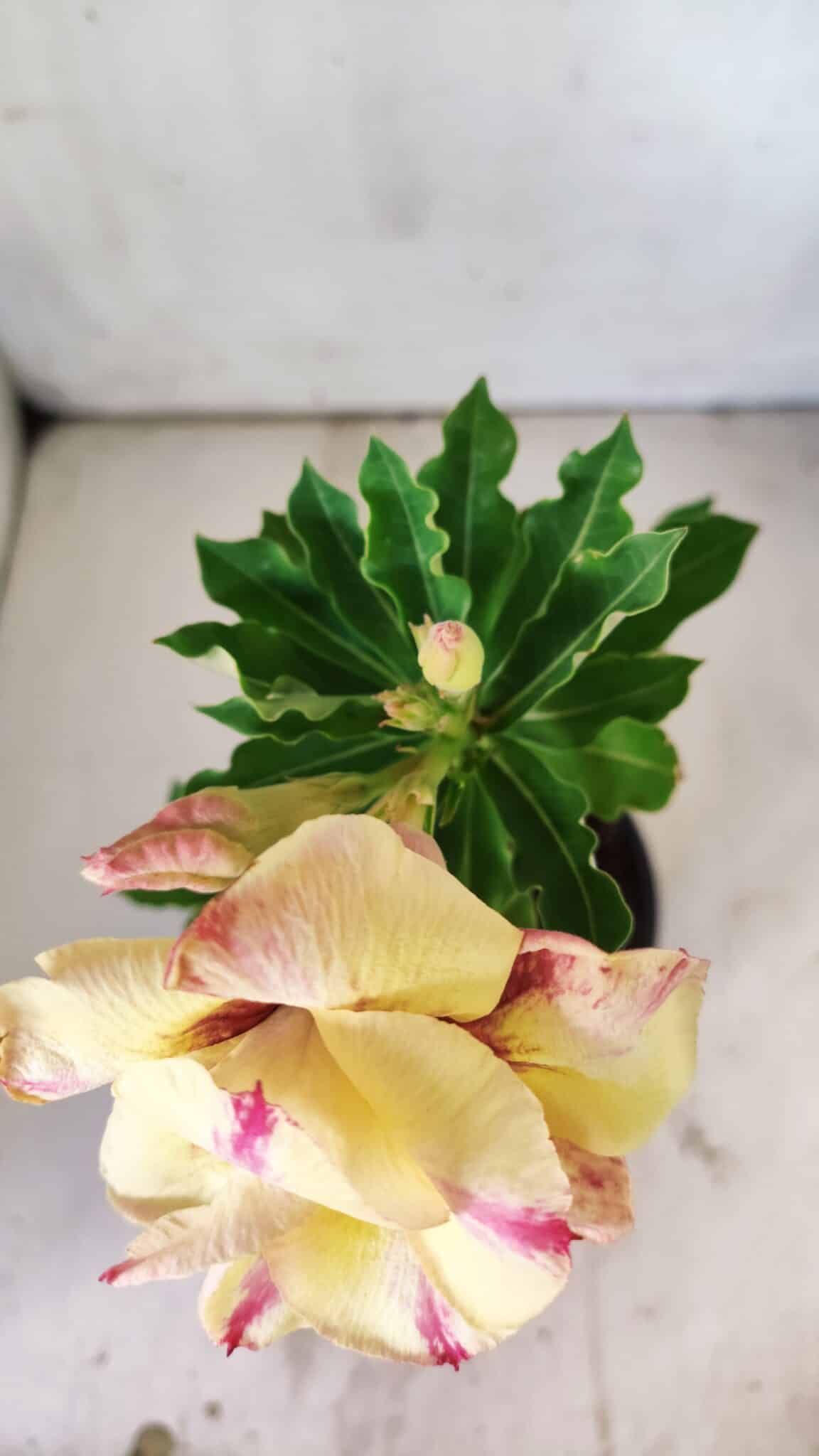Planta Dobrada 2957 – 30cm – 02 anos