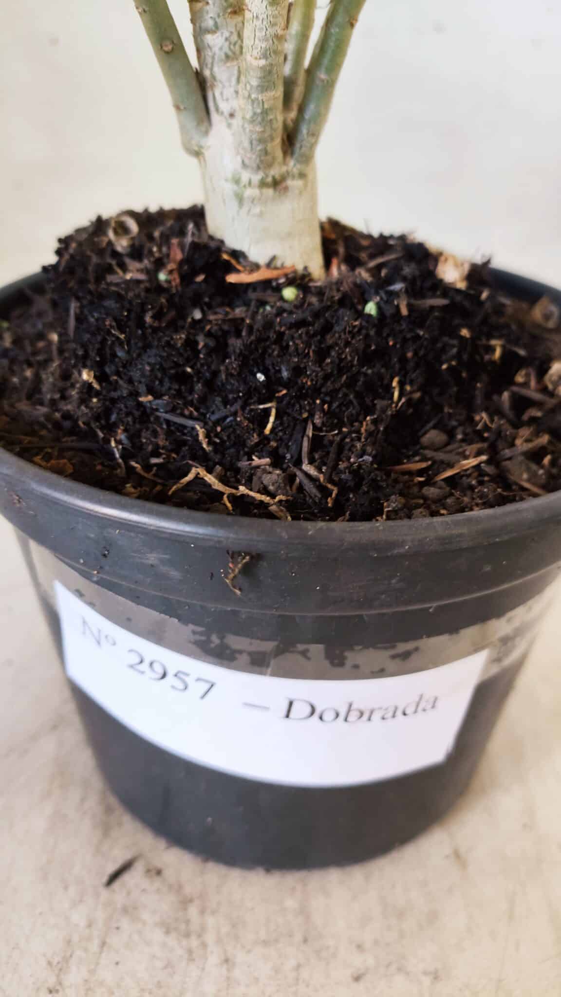 Planta Dobrada 2957 – 30cm – 02 anos