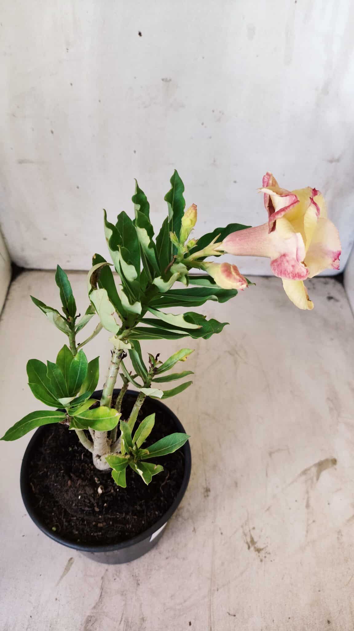 Planta Dobrada 2957 – 30cm – 02 anos