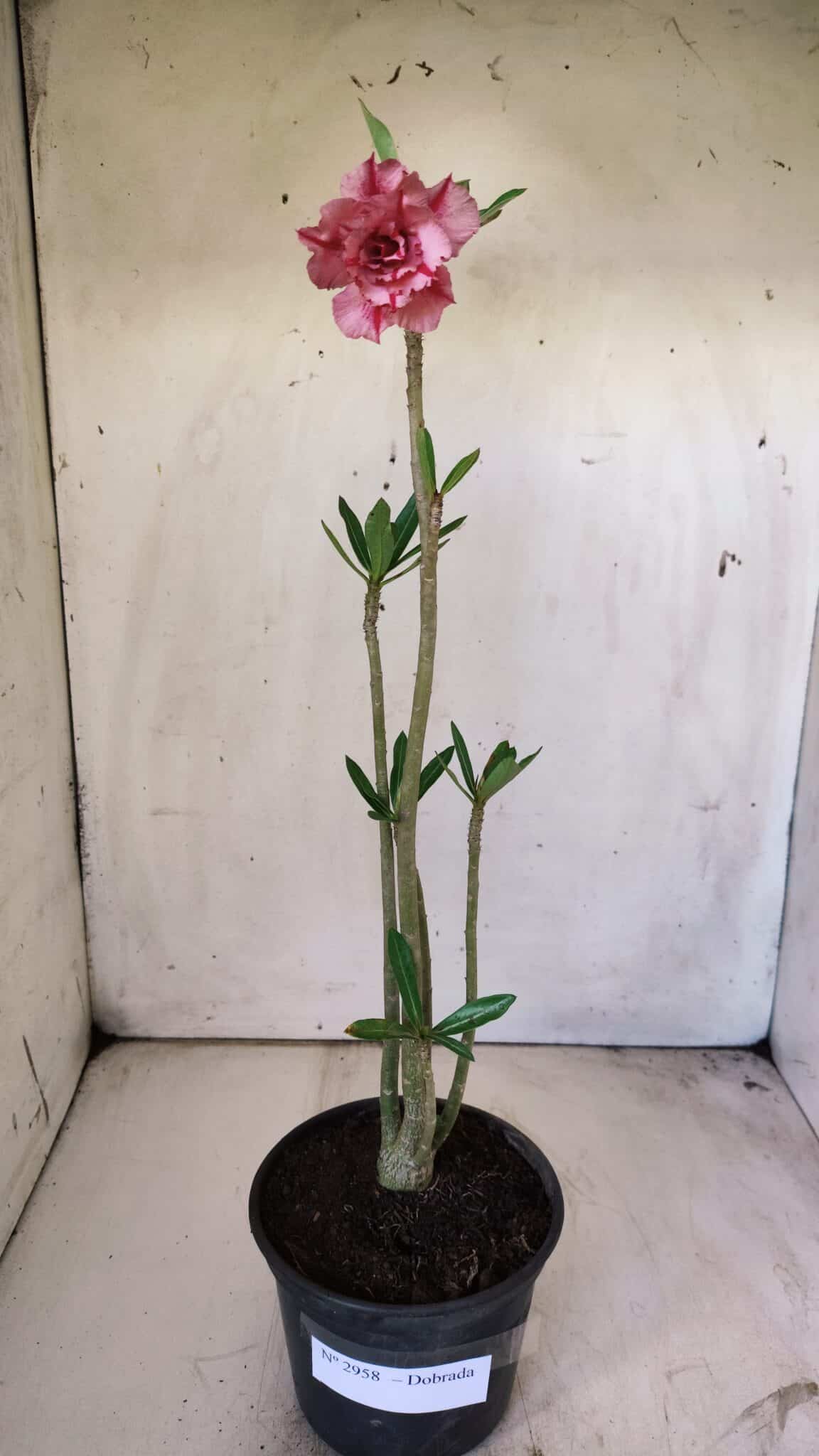 Planta Dobrada 2958 – 30cm – 02 anos