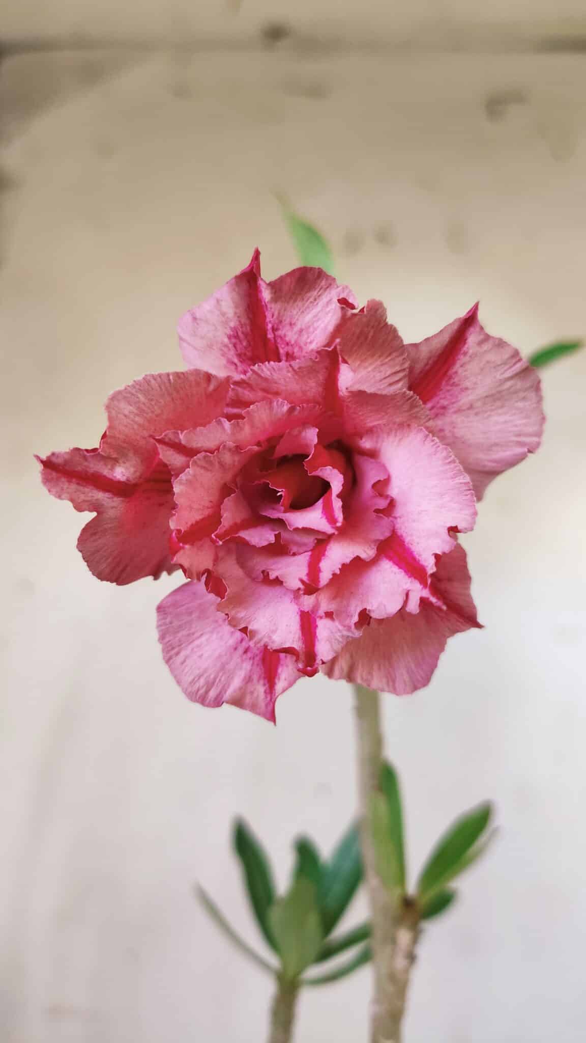 Planta Dobrada 2958 – 30cm – 02 anos