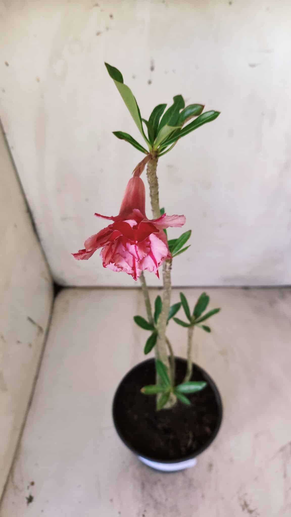 Planta Dobrada 2958 – 30cm – 02 anos
