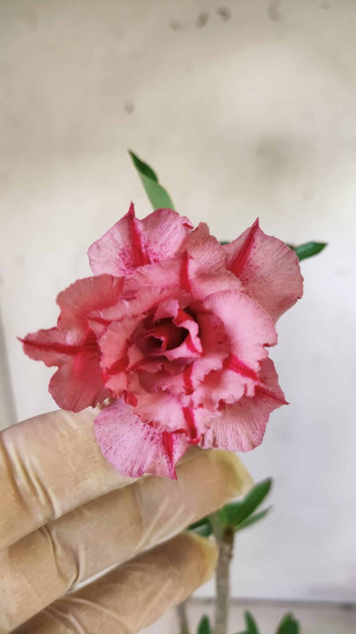 Planta Dobrada 2958 – 30cm – 02 anos