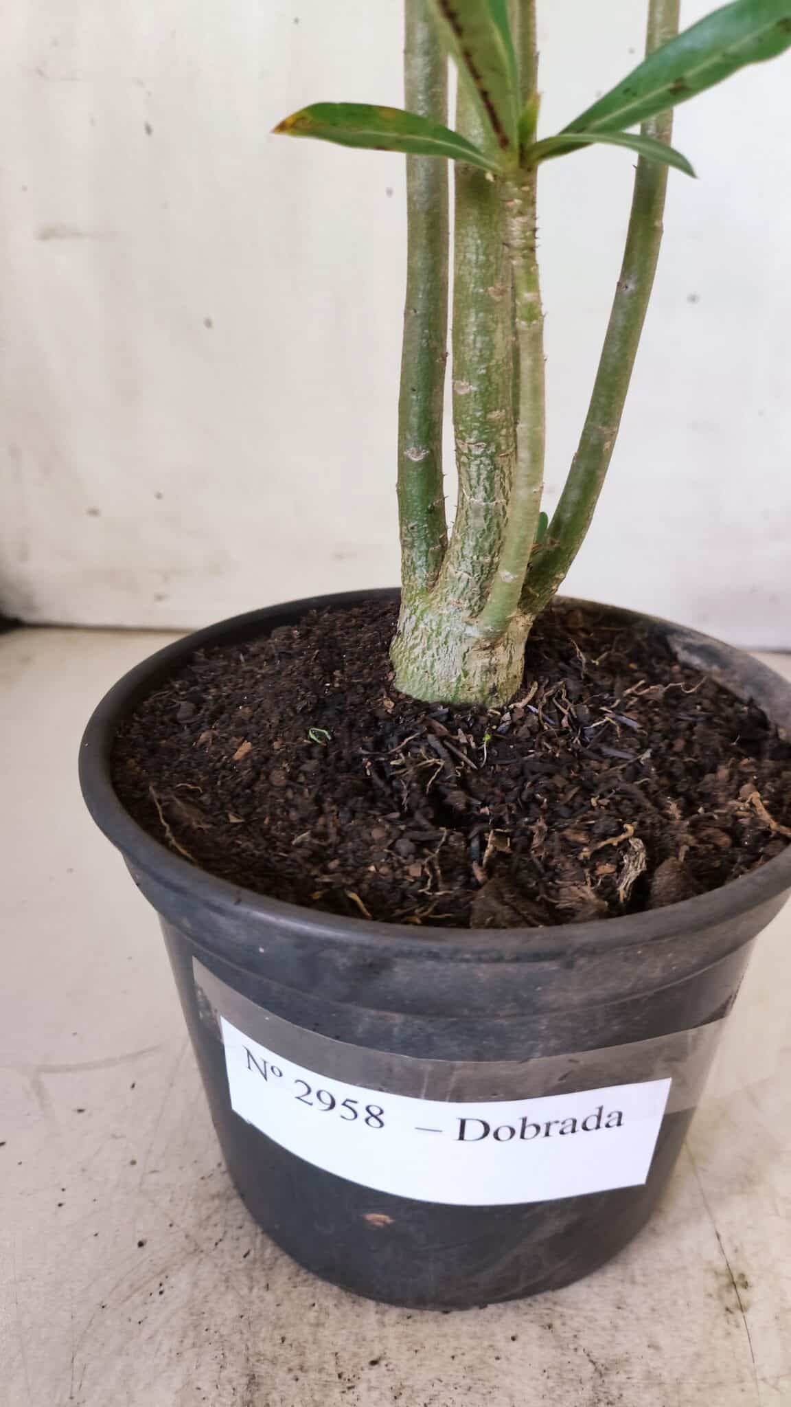 Planta Dobrada 2958 – 30cm – 02 anos