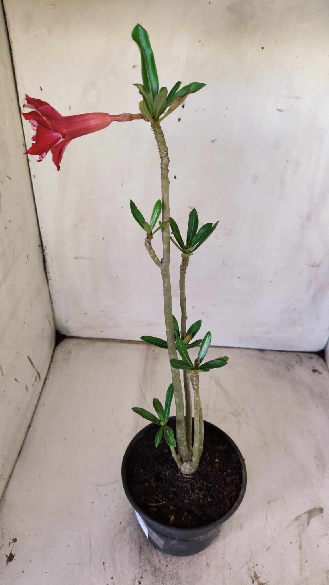 Planta Dobrada 2958 – 30cm – 02 anos