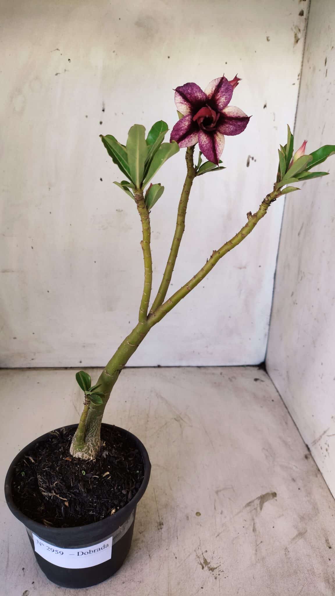 Planta Dobrada 2959 – 30cm – 02 anos