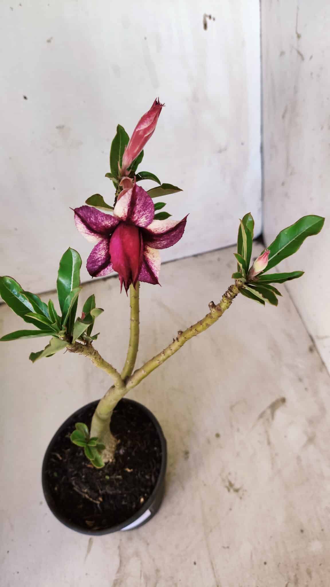 Planta Dobrada 2959 – 30cm – 02 anos