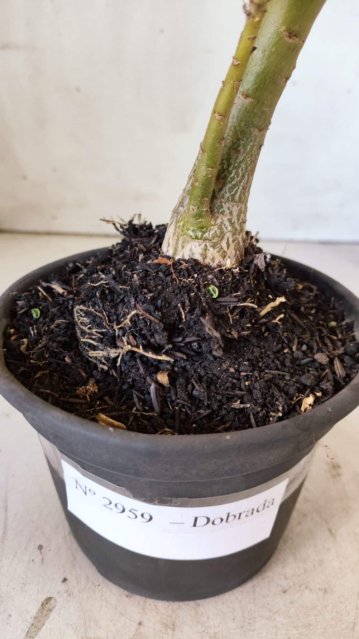 Planta Dobrada 2959 – 30cm – 02 anos