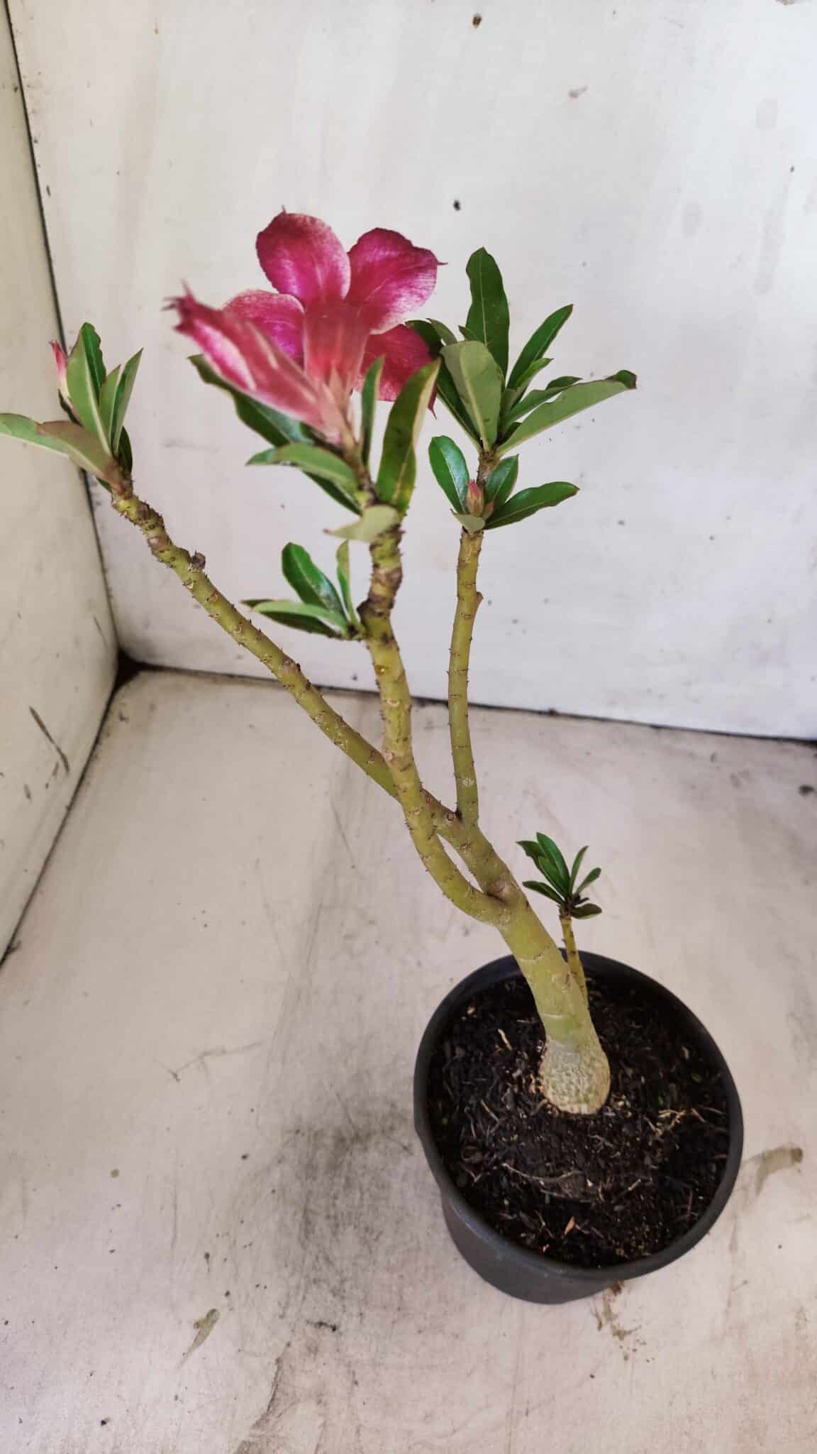 Planta Dobrada 2959 – 30cm – 02 anos