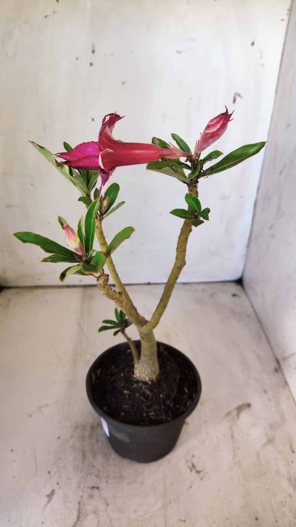 Planta Dobrada 2959 – 30cm – 02 anos