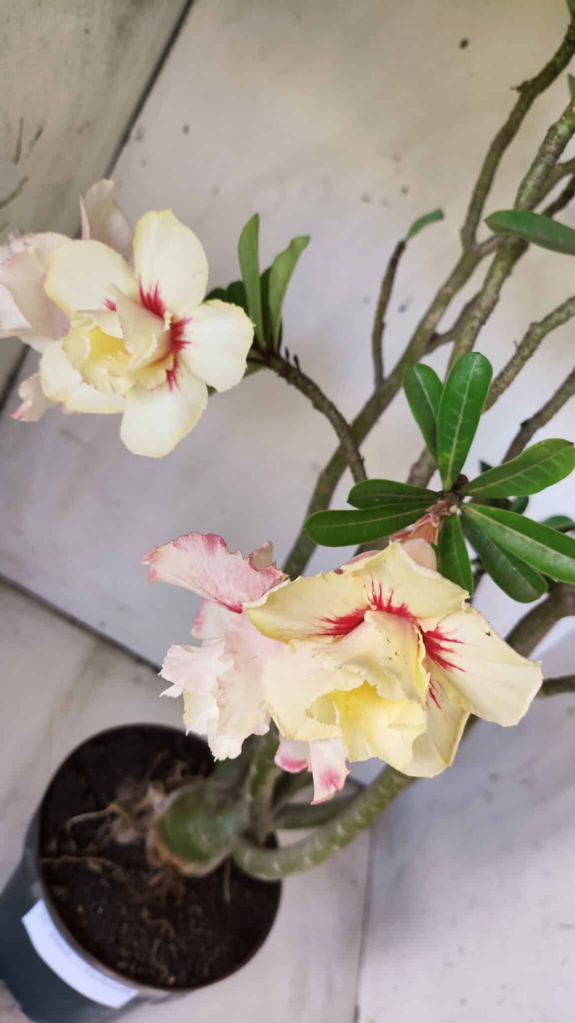Planta Dobrada 2960 – 60cm – 05 anos