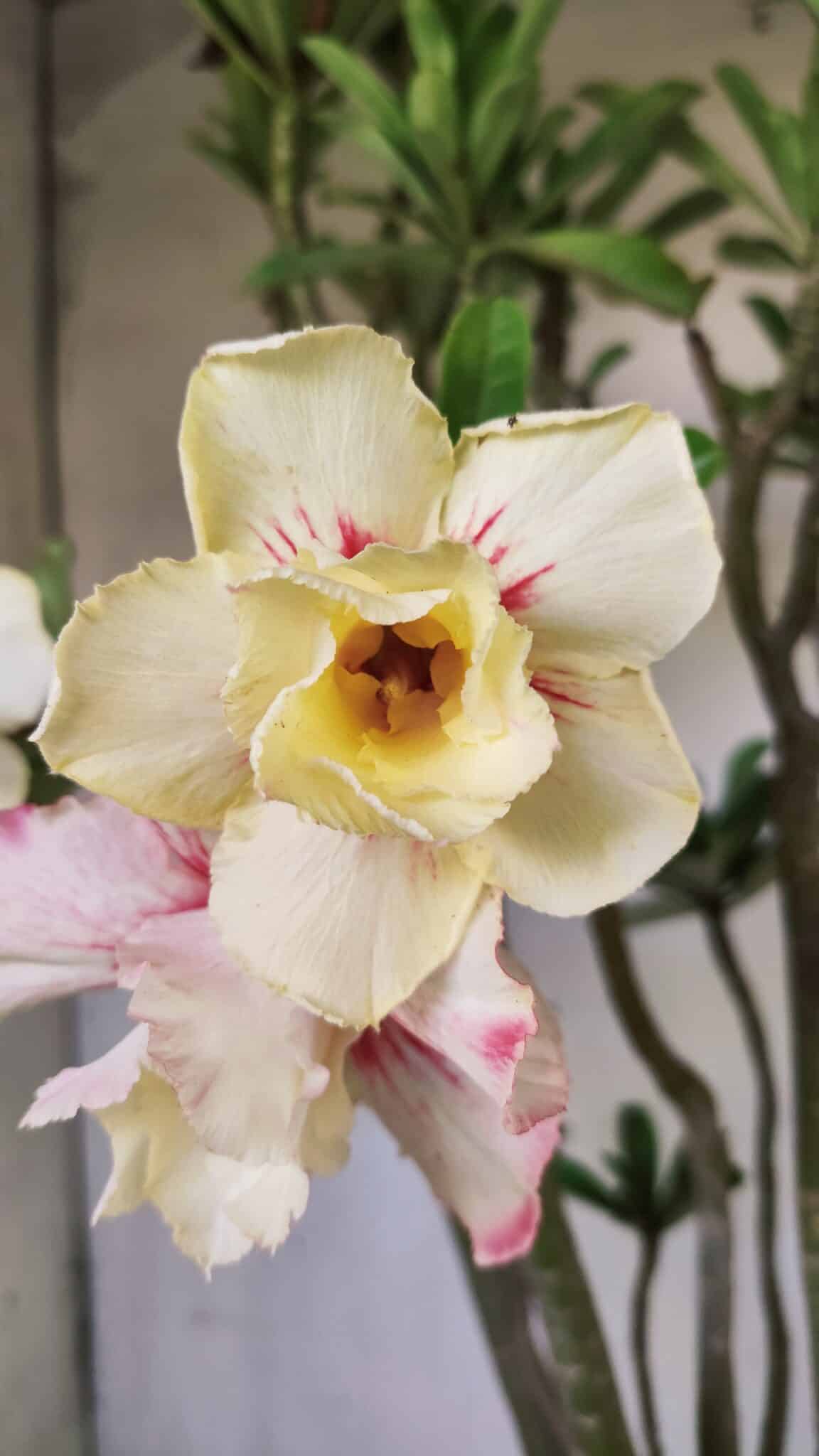 Planta Dobrada 2960 – 60cm – 05 anos