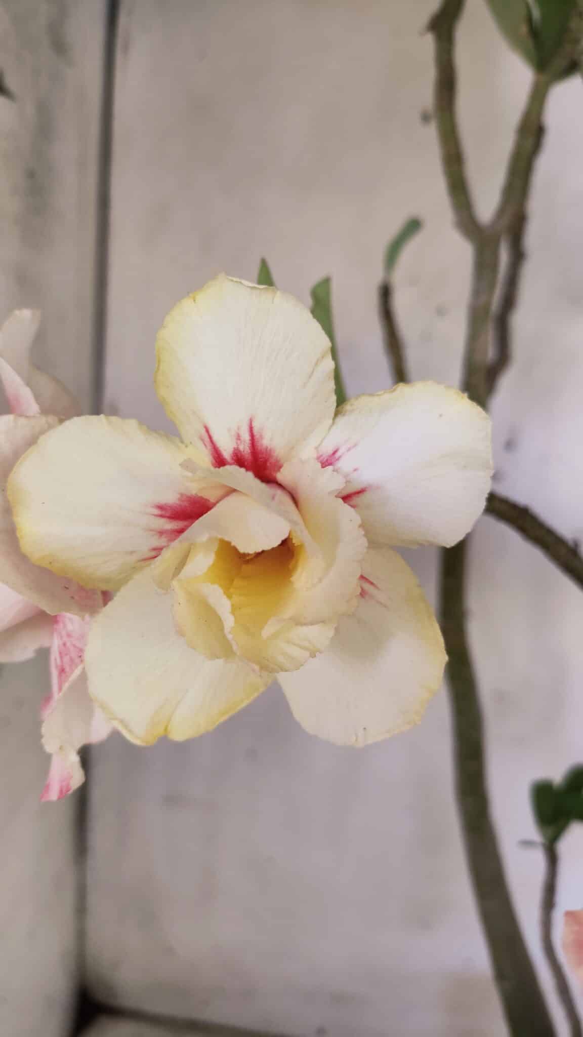 Planta Dobrada 2960 – 60cm – 05 anos