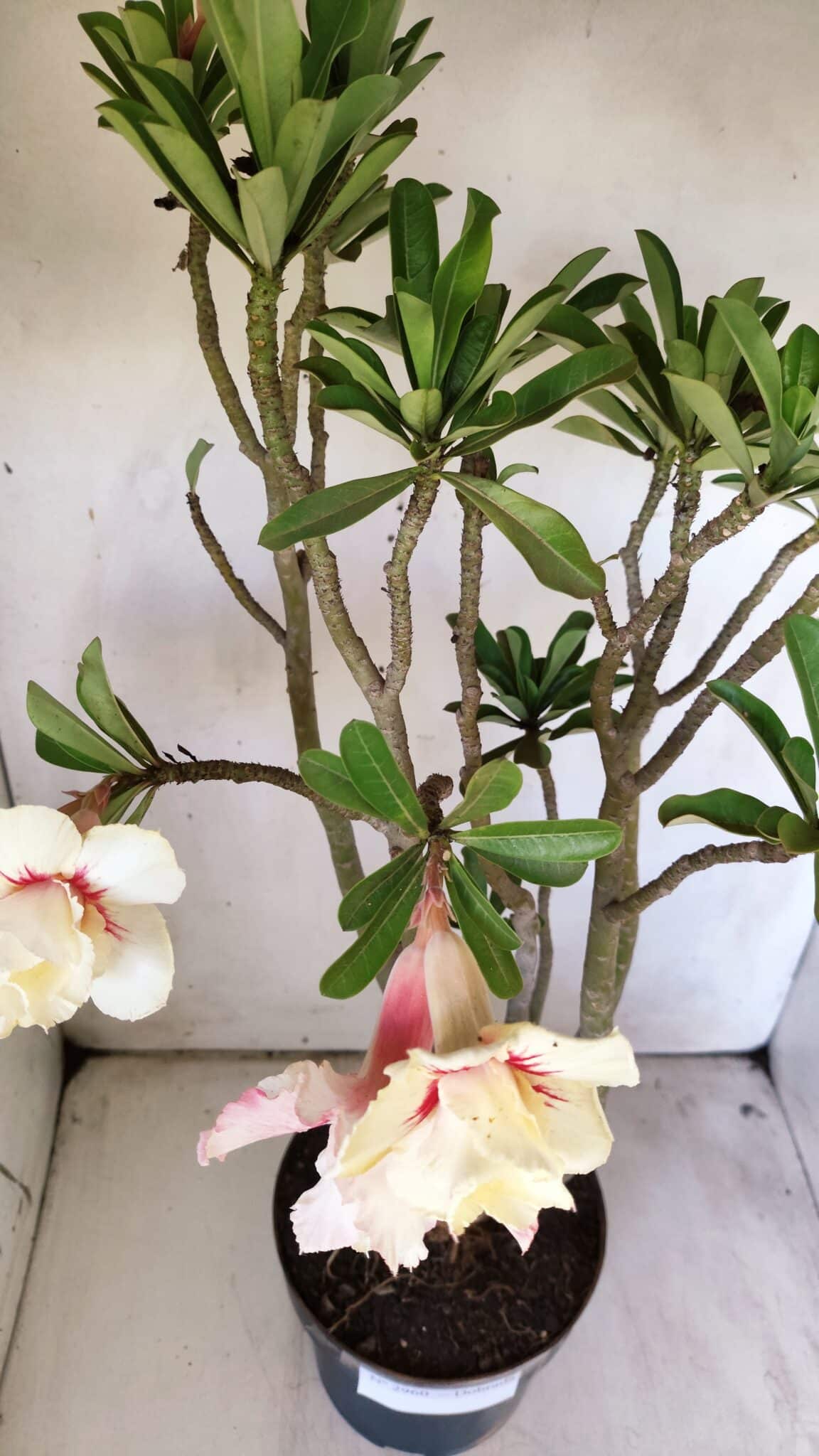 Planta Dobrada 2960 – 60cm – 05 anos