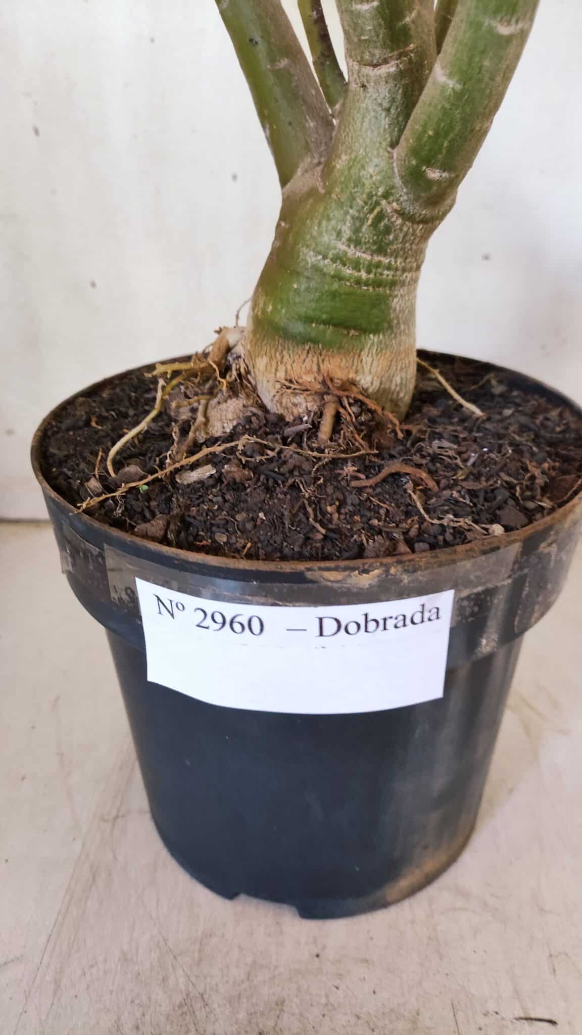 Planta Dobrada 2960 – 60cm – 05 anos