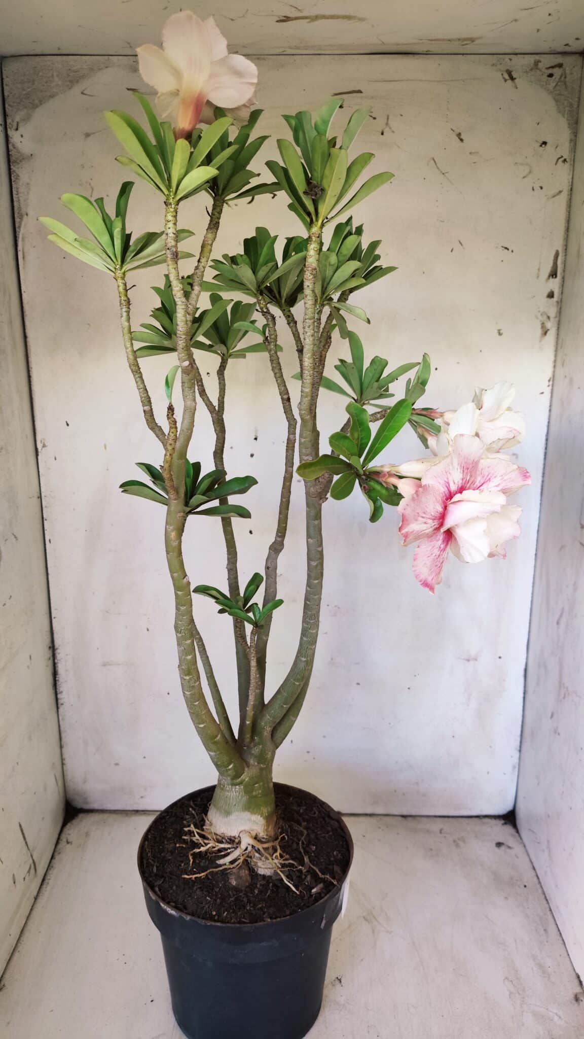 Planta Dobrada 2960 – 60cm – 05 anos