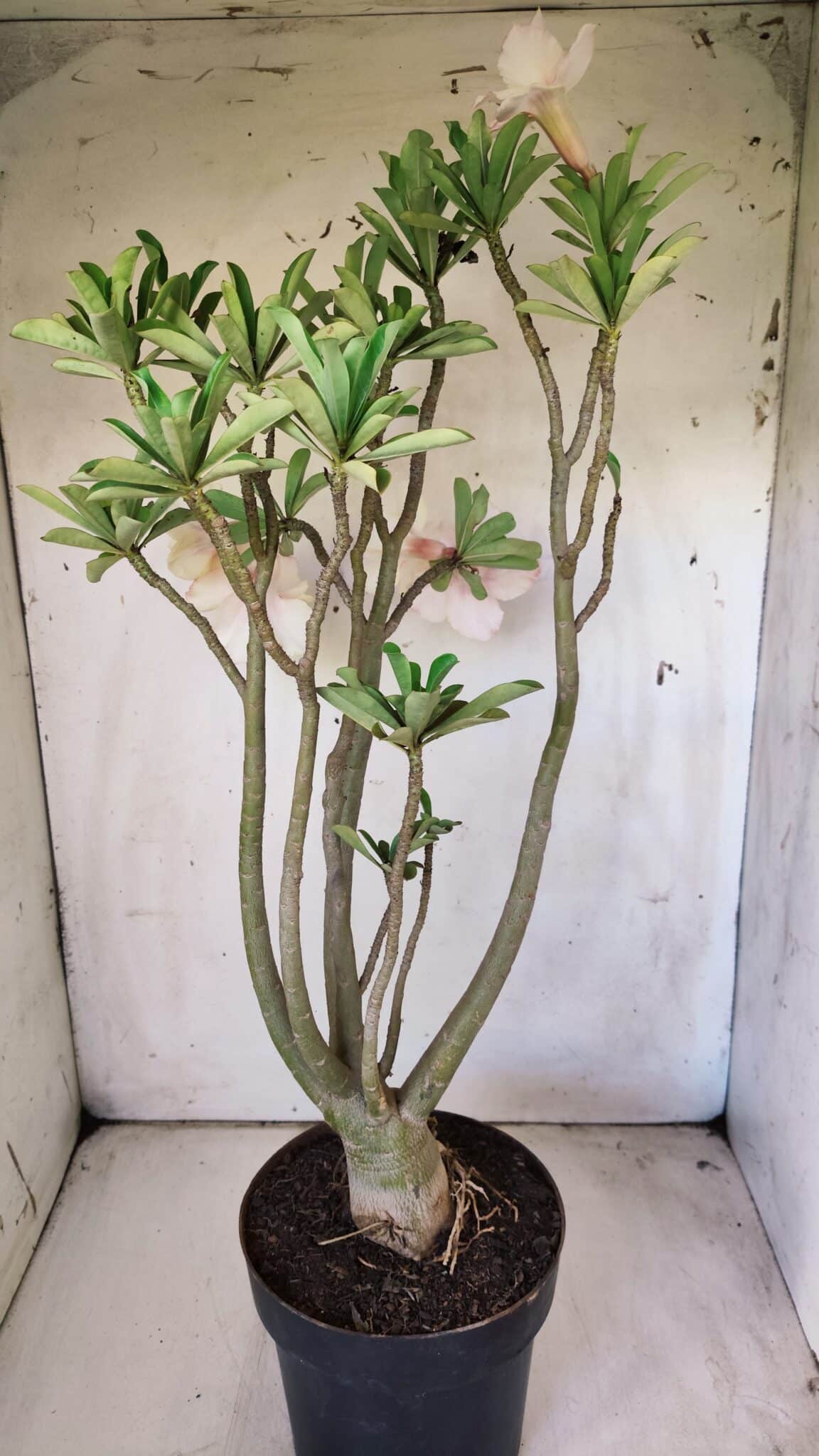Planta Dobrada 2960 – 60cm – 05 anos