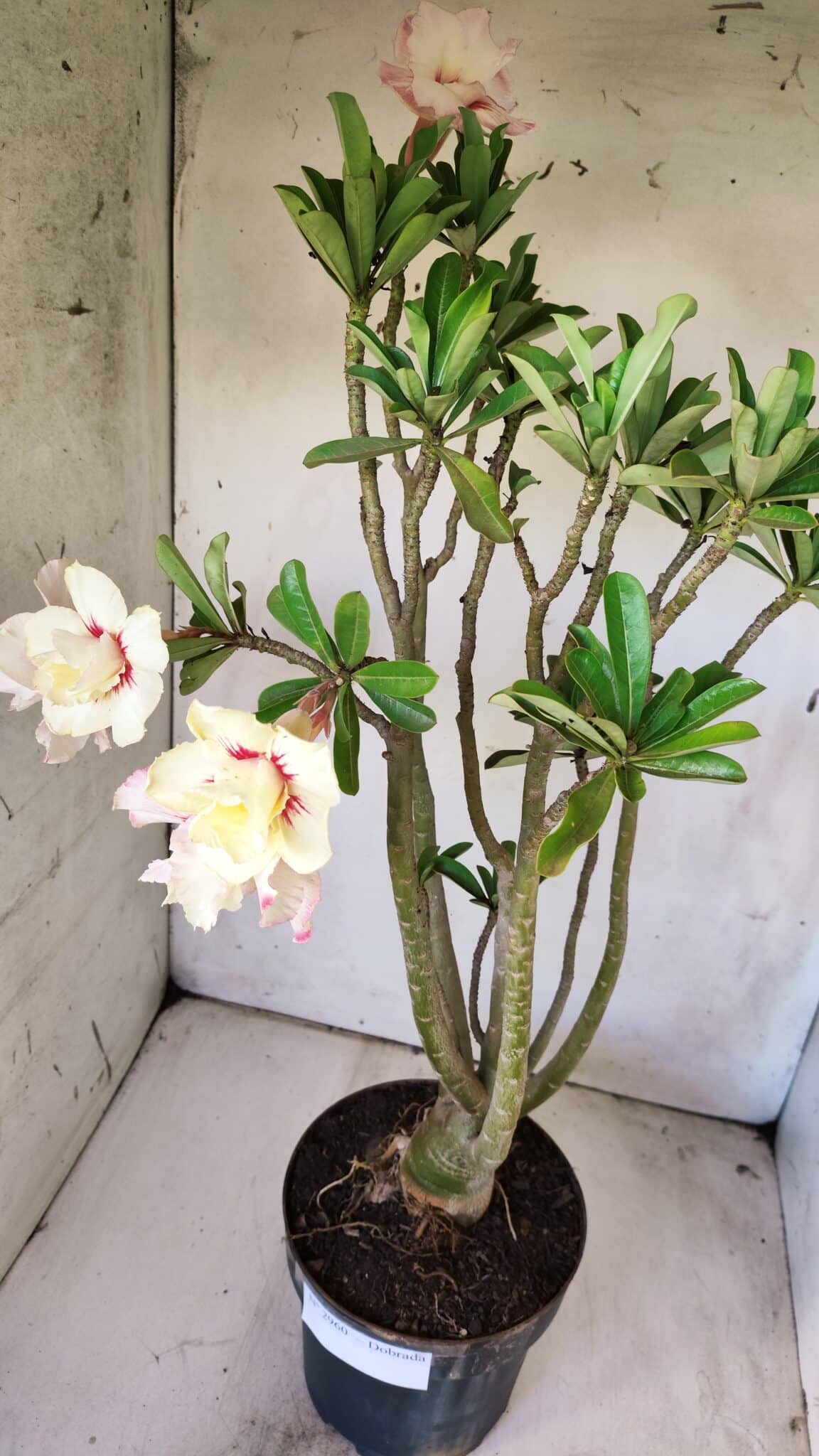 Planta Dobrada 2960 – 60cm – 05 anos