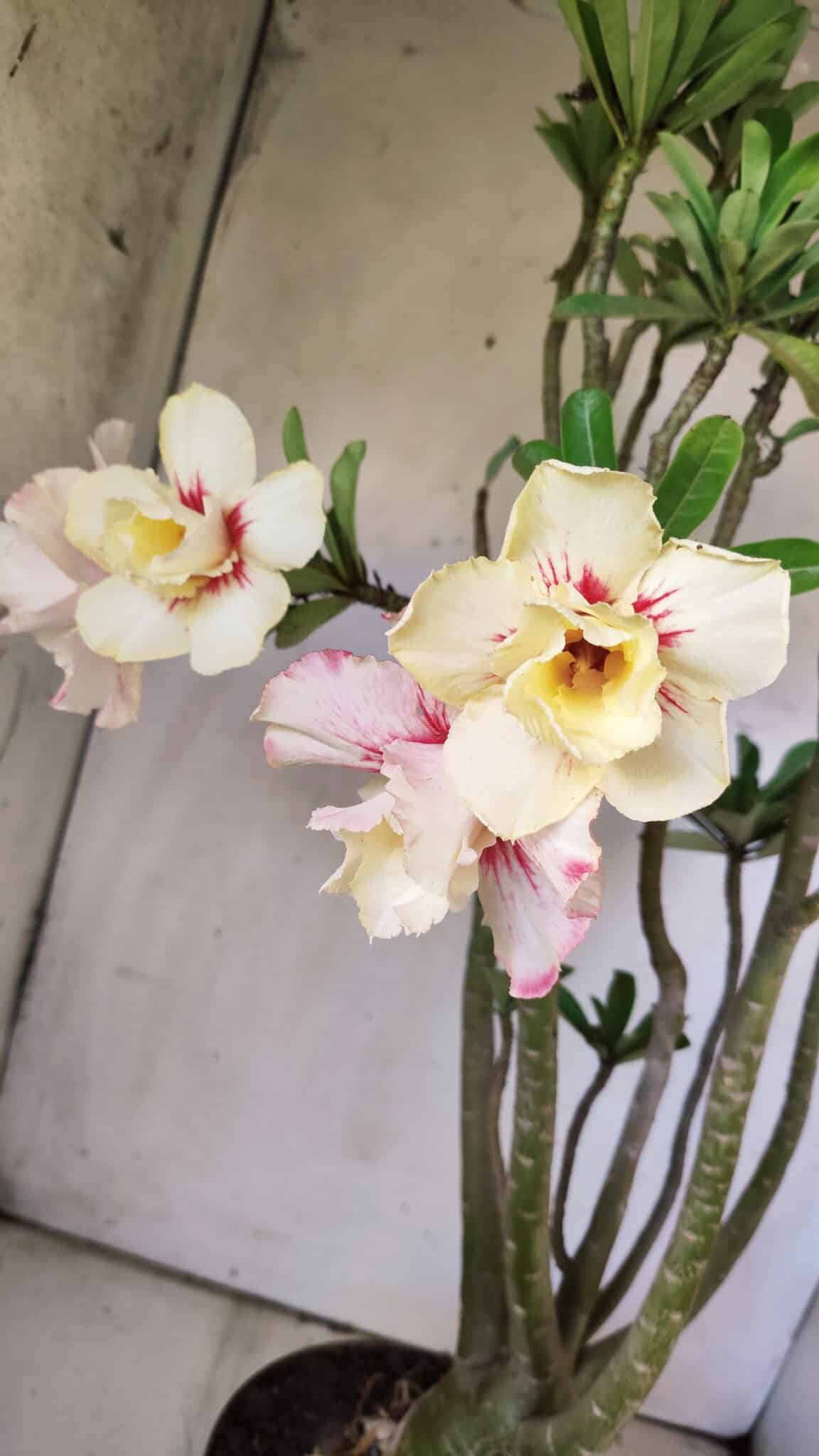 Planta Dobrada 2960 – 60cm – 05 anos