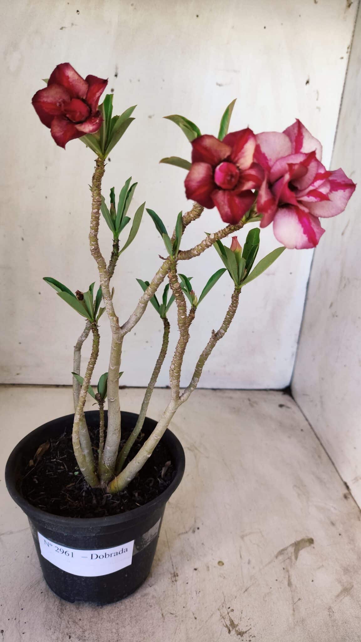 Planta Dobrada 2961 – 30cm – 02 anos