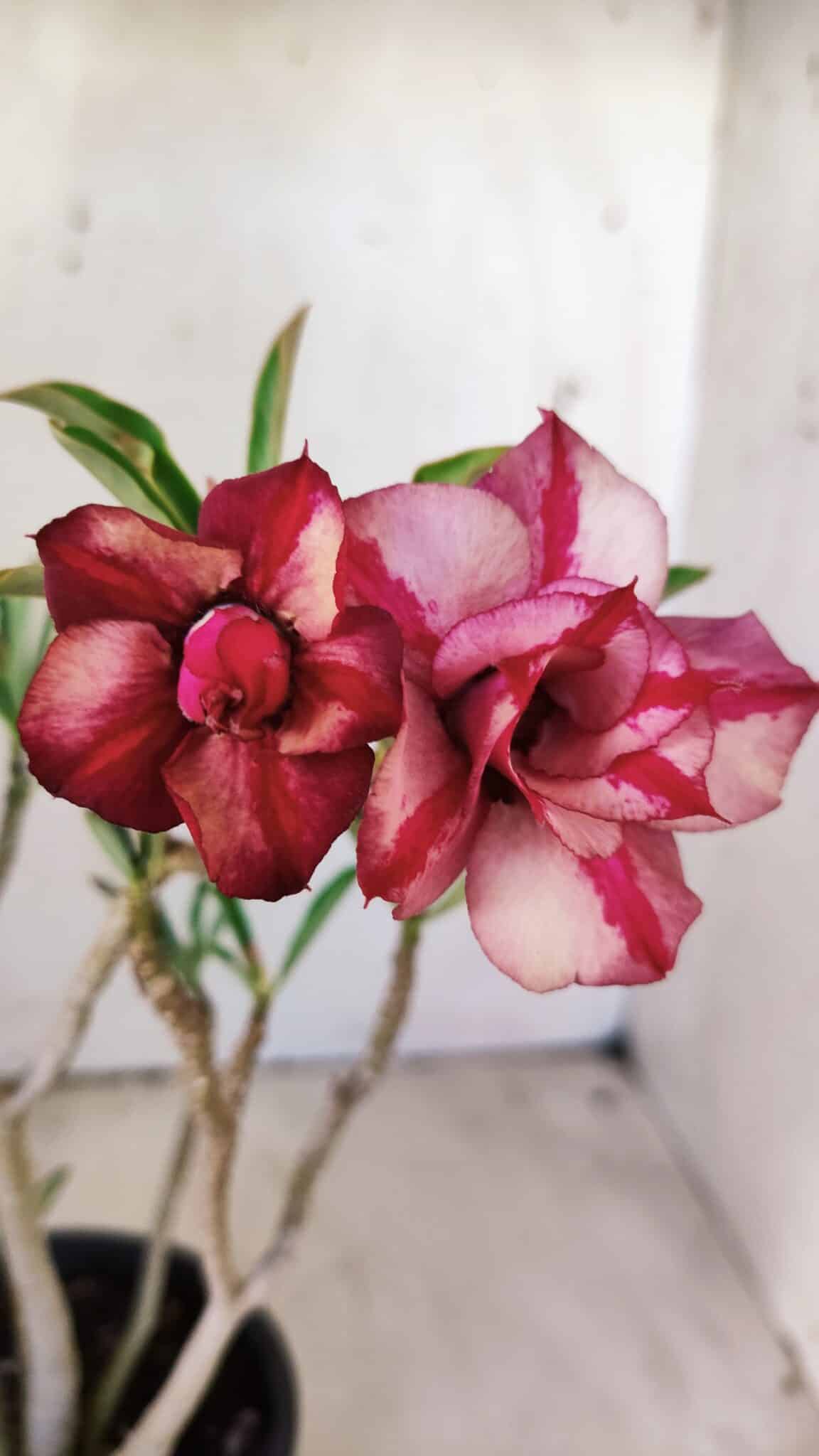Planta Dobrada 2961 – 30cm – 02 anos