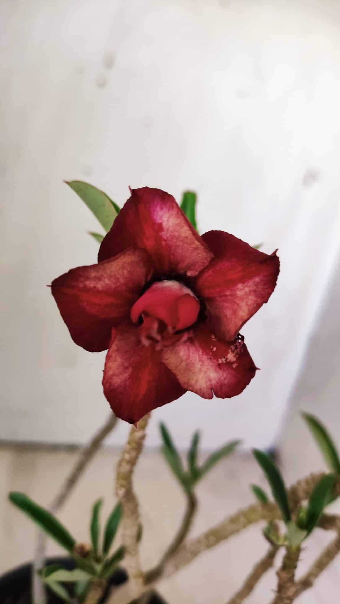 Planta Dobrada 2961 – 30cm – 02 anos