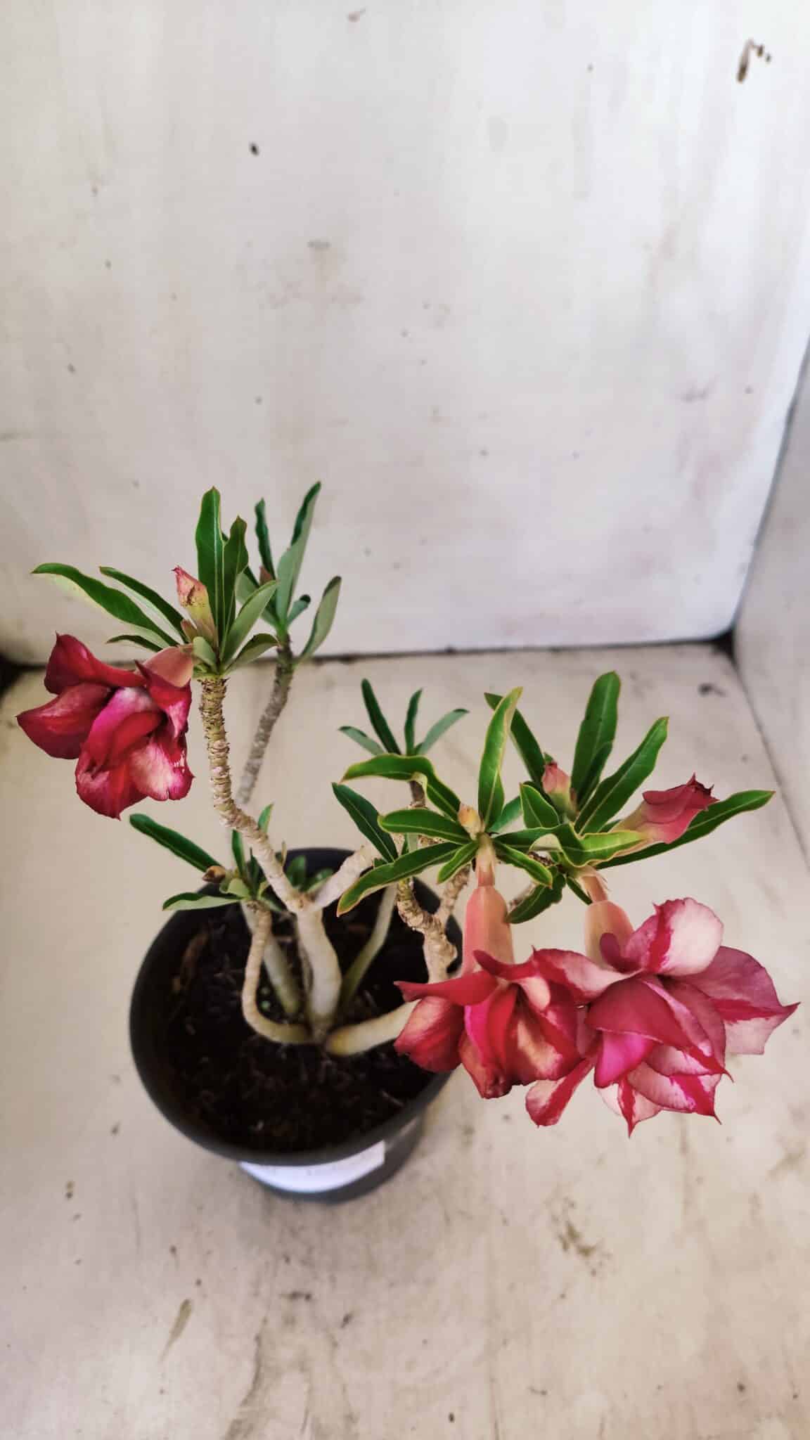 Planta Dobrada 2961 – 30cm – 02 anos