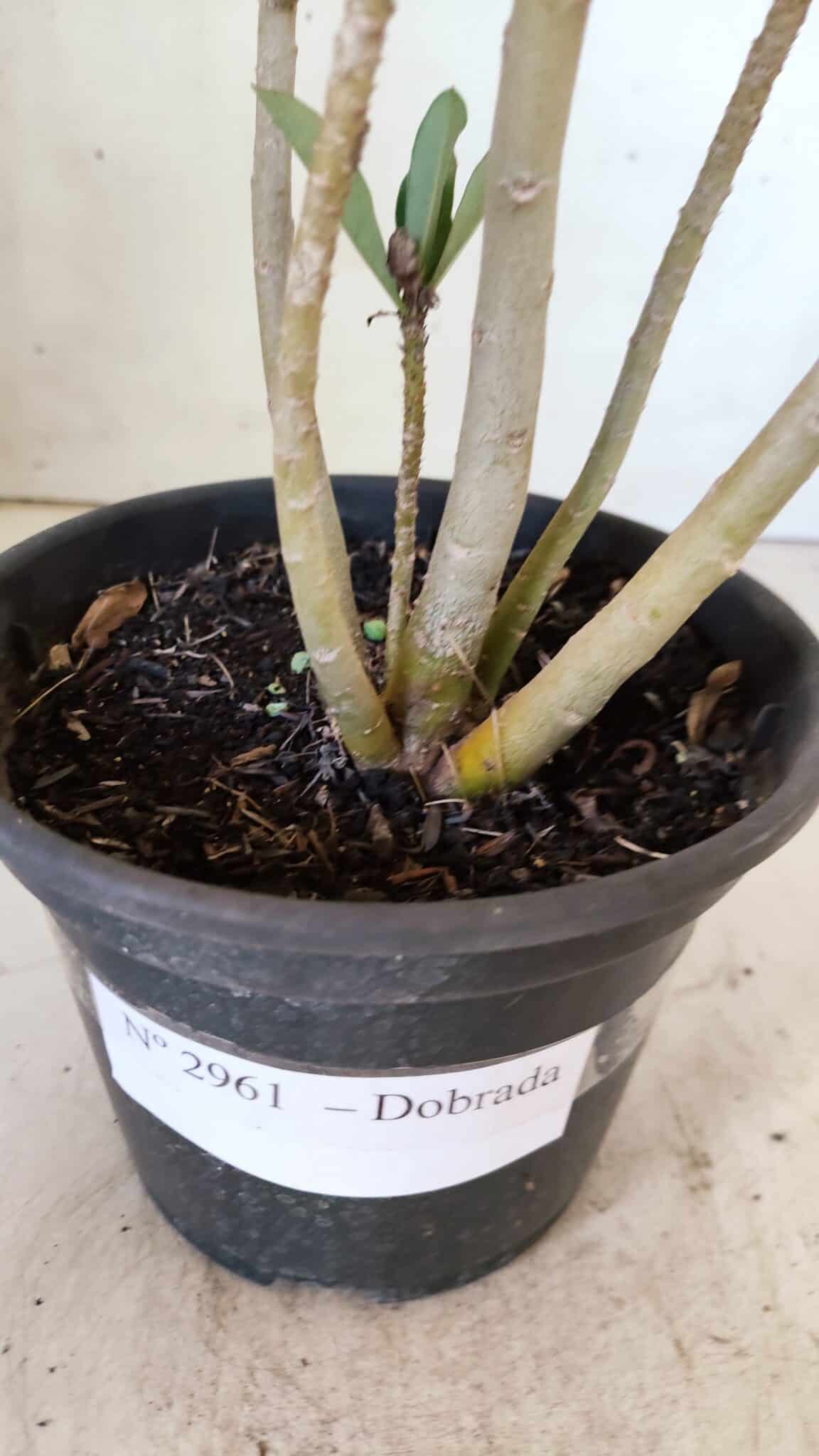 Planta Dobrada 2961 – 30cm – 02 anos