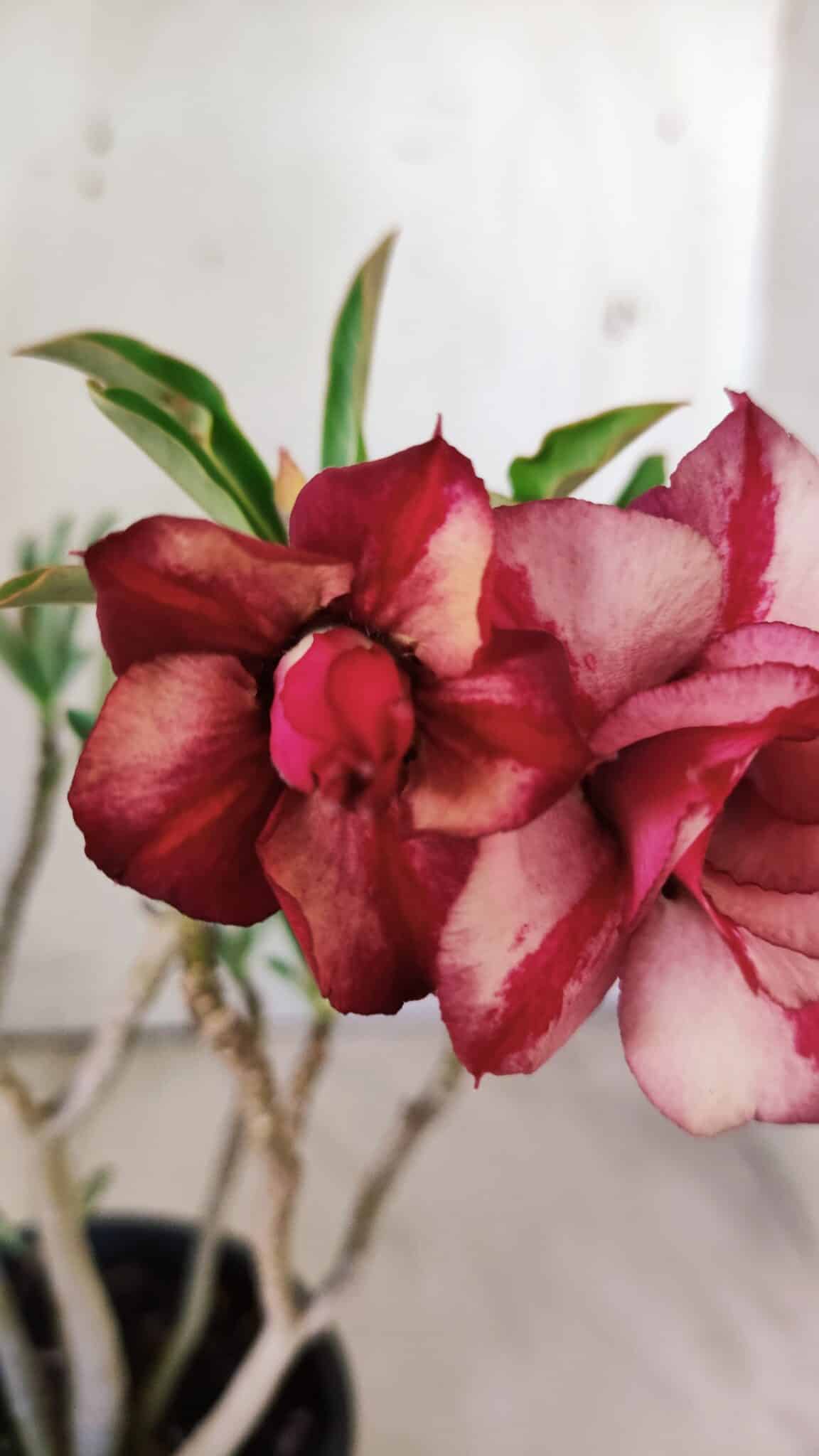 Planta Dobrada 2961 – 30cm – 02 anos