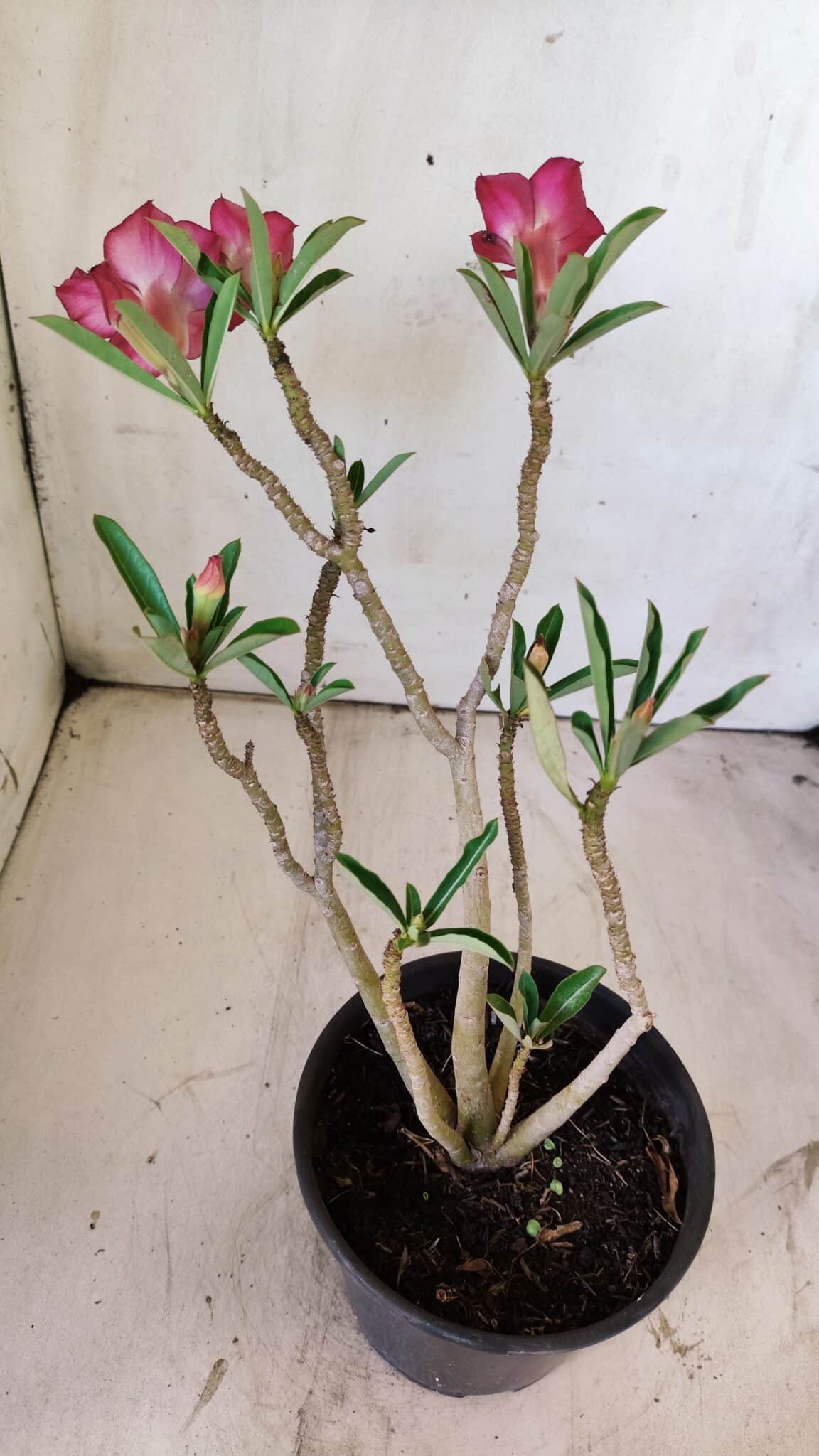 Planta Dobrada 2961 – 30cm – 02 anos