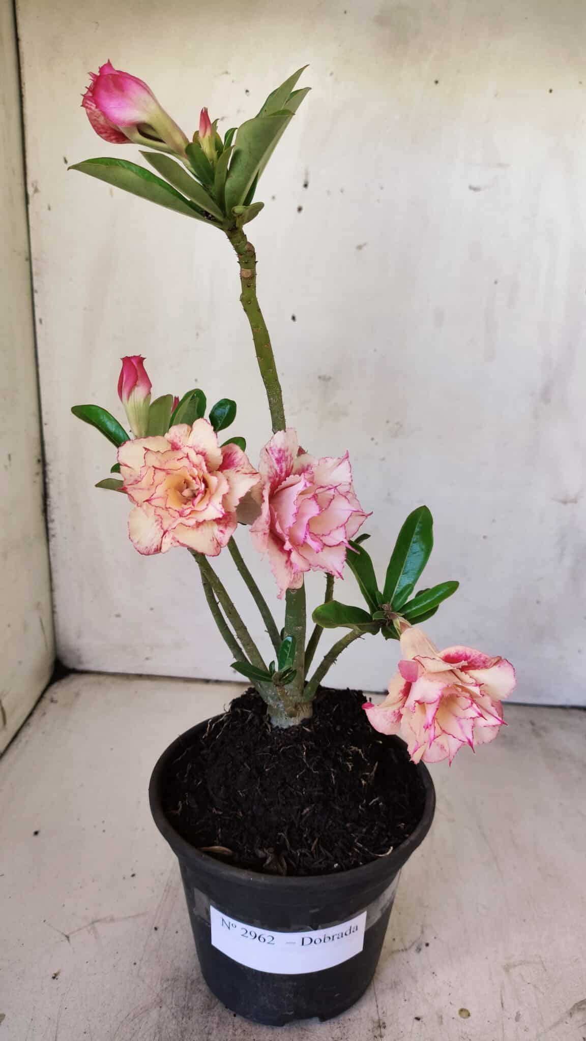 Planta Dobrada 2962 – 30cm – 02 anos