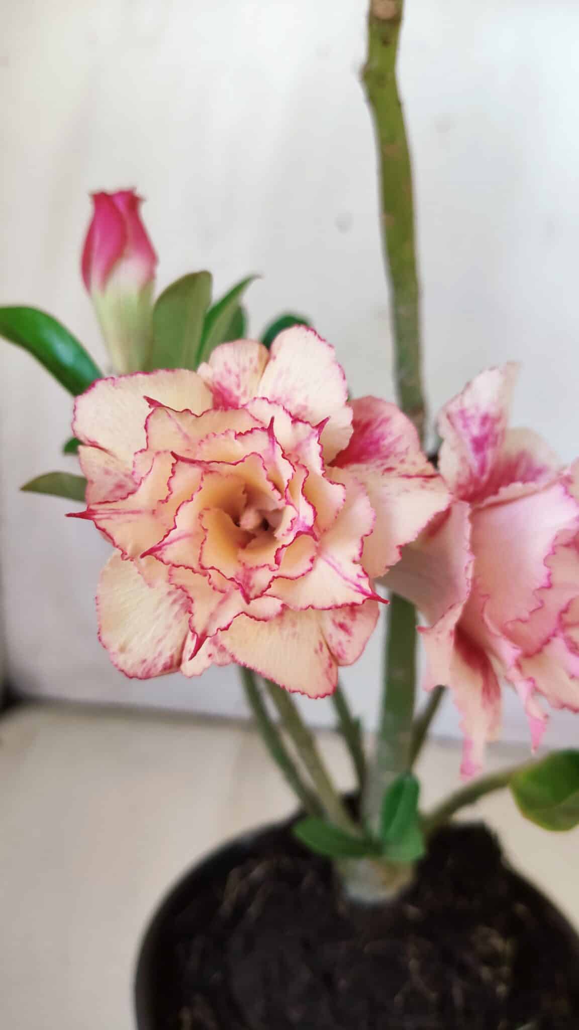Planta Dobrada 2962 – 30cm – 02 anos