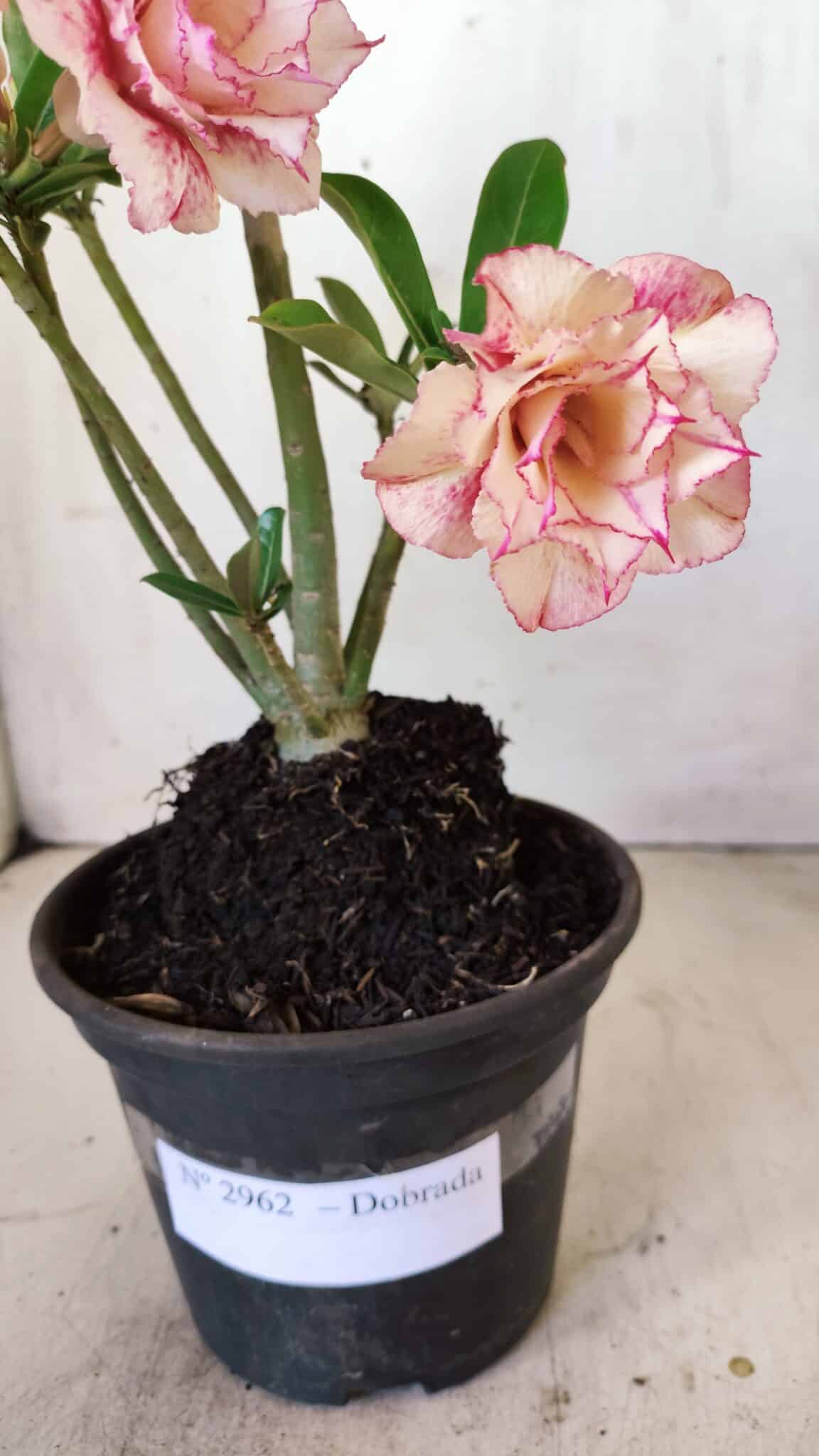 Planta Dobrada 2962 – 30cm – 02 anos