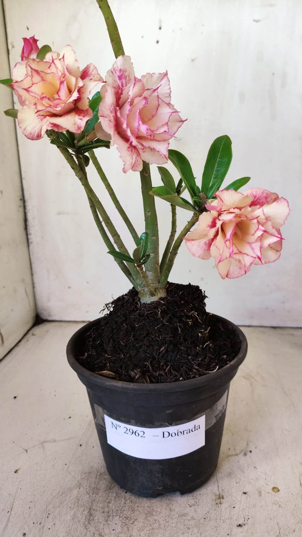 Planta Dobrada 2962 – 30cm – 02 anos