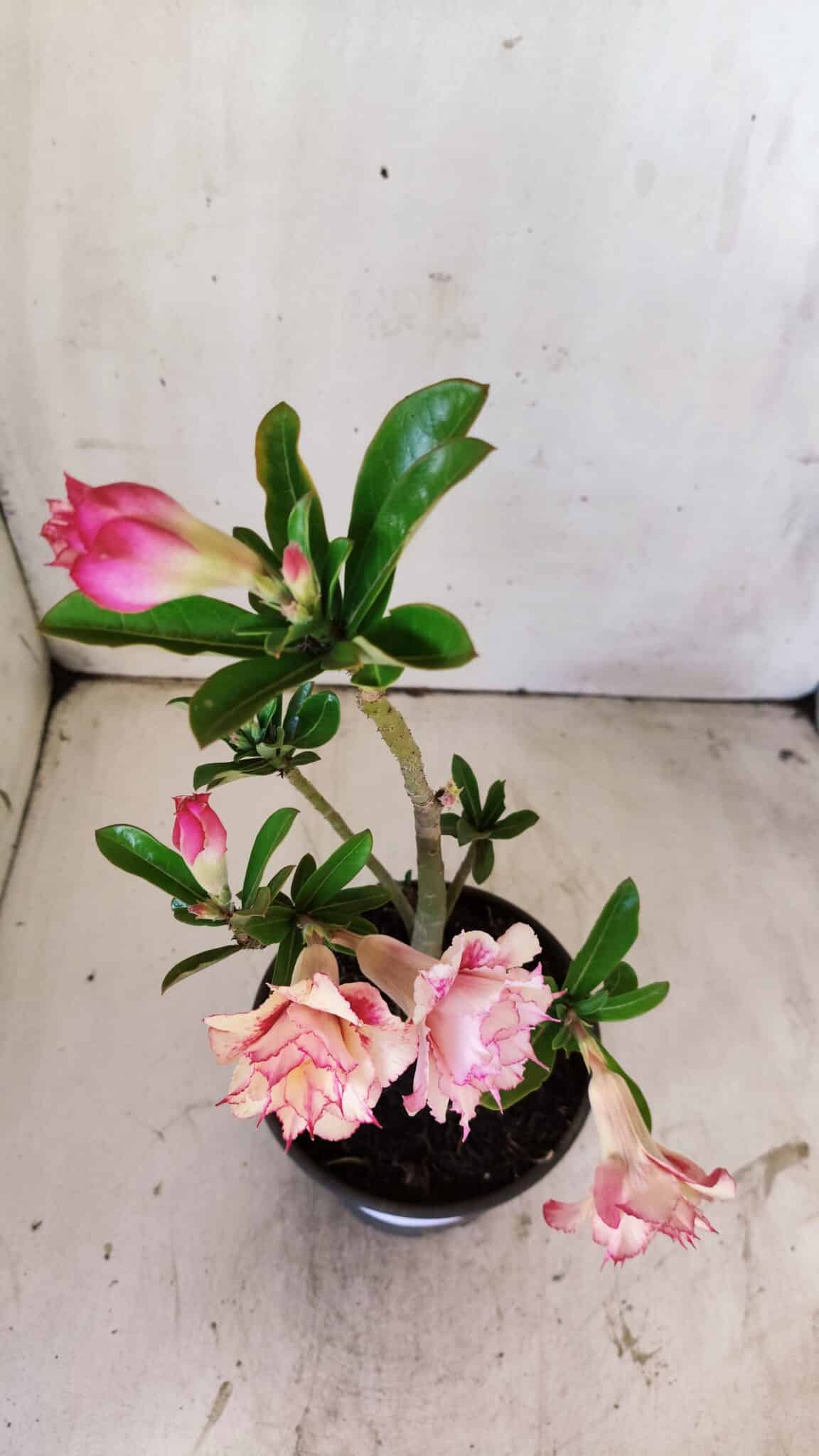 Planta Dobrada 2962 – 30cm – 02 anos
