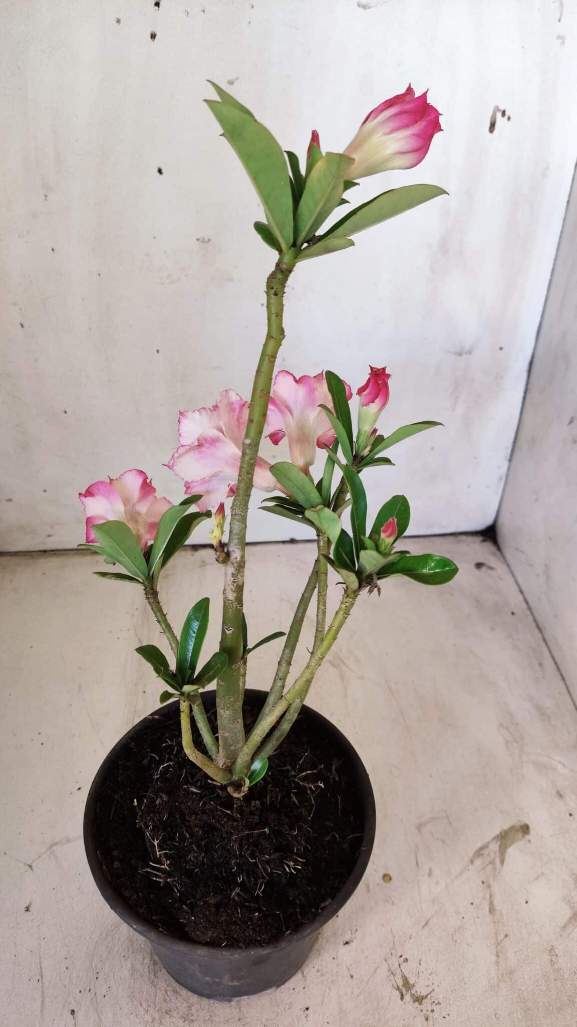 Planta Dobrada 2962 – 30cm – 02 anos