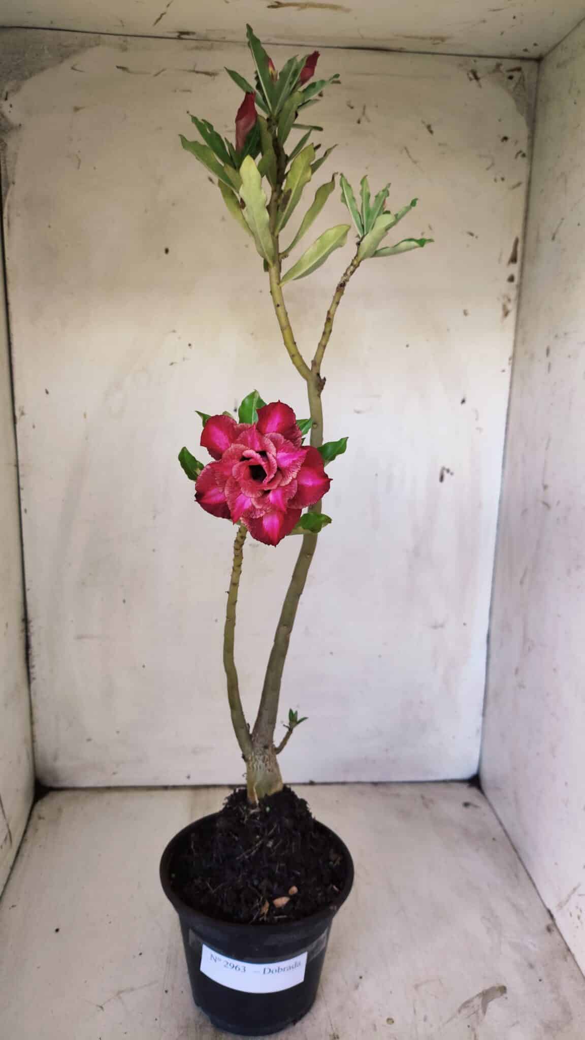 Planta Dobrada 2963 – 30cm – 02 anos