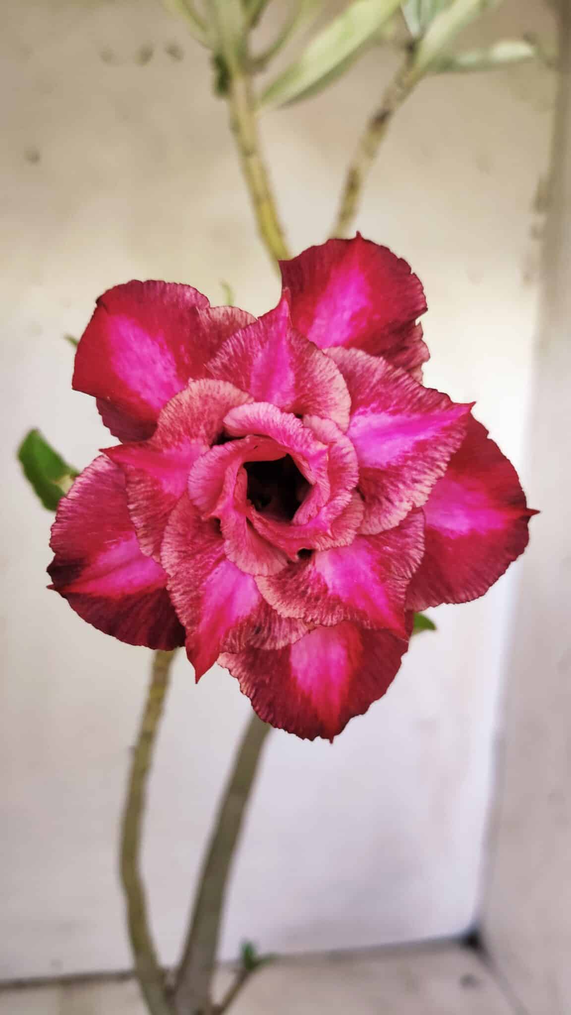 Planta Dobrada 2963 – 30cm – 02 anos