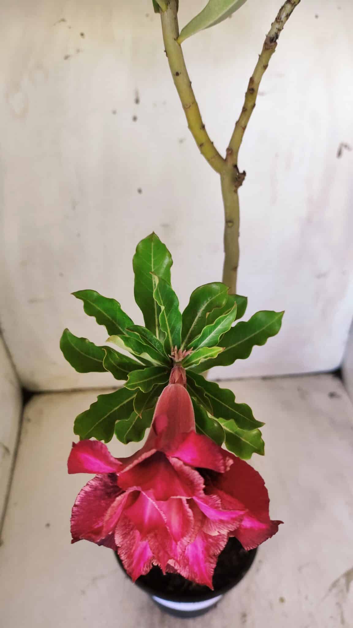 Planta Dobrada 2963 – 30cm – 02 anos