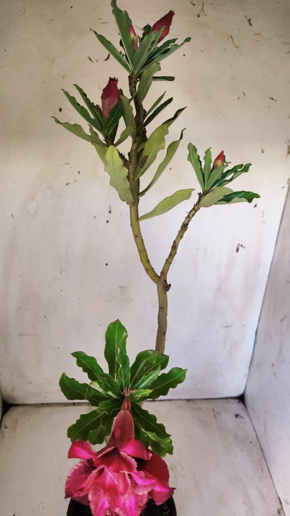 Planta Dobrada 2963 – 30cm – 02 anos