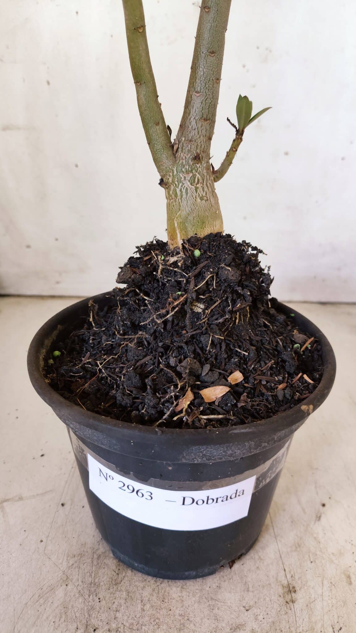 Planta Dobrada 2963 – 30cm – 02 anos