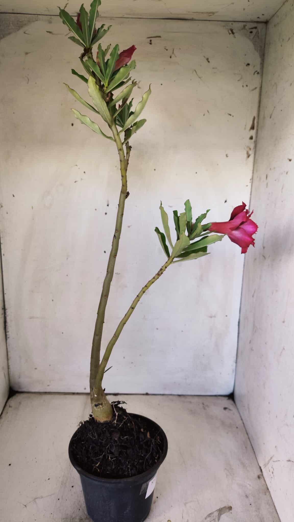 Planta Dobrada 2963 – 30cm – 02 anos