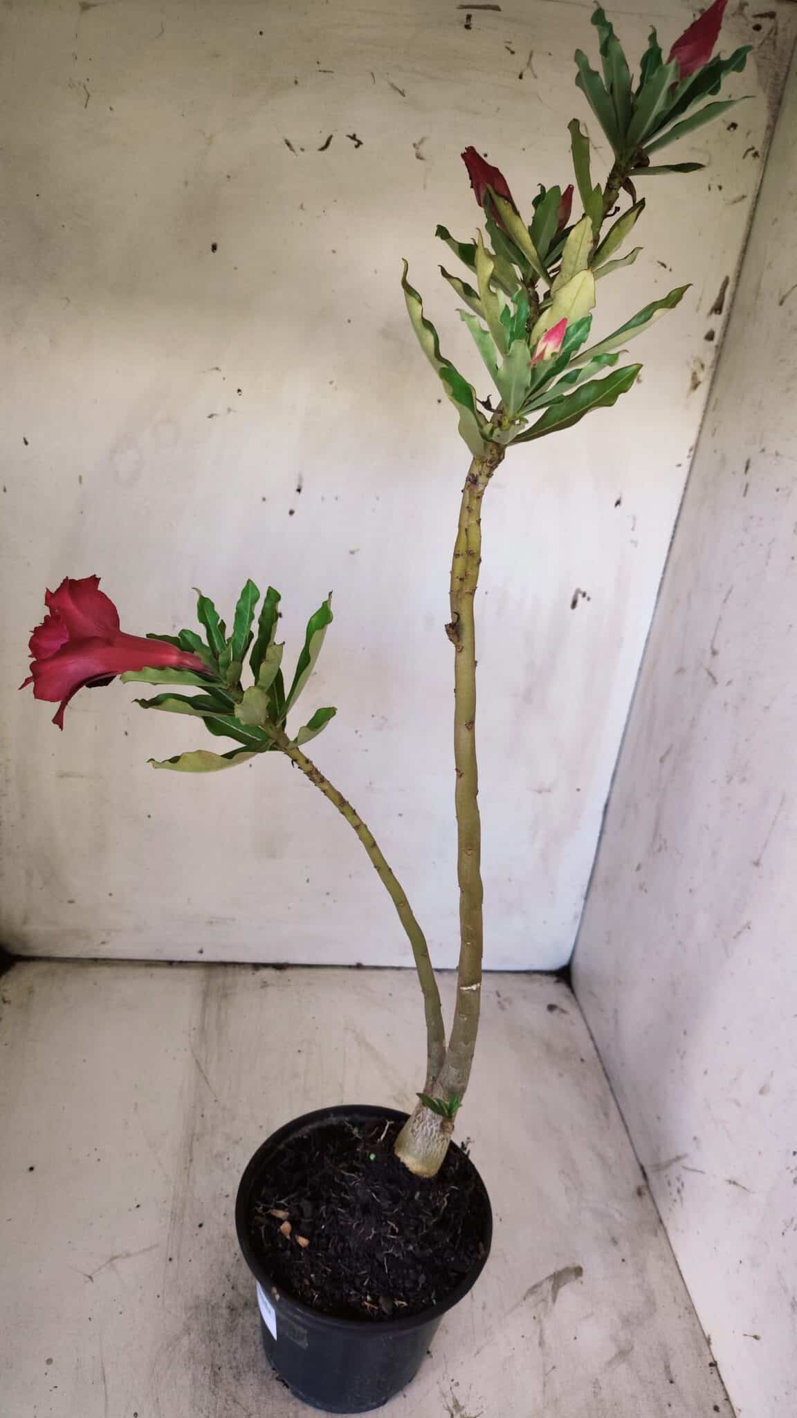 Planta Dobrada 2963 – 30cm – 02 anos